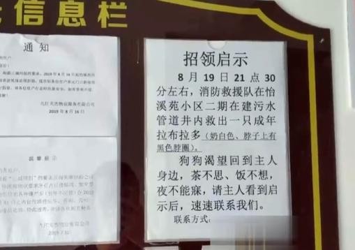 狗狗掉入深井被消防小哥救起后赖在消防队不走：我要当搜救犬