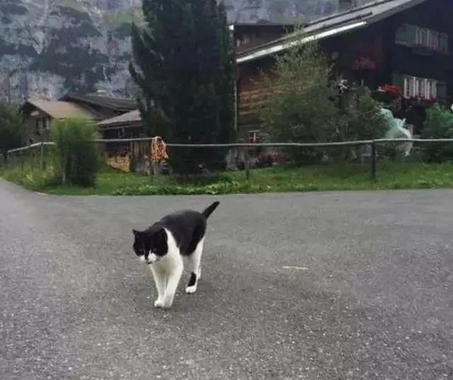 小伙登山时迷了路跟着猫咪走了1小时后还真被猫咪带回了家