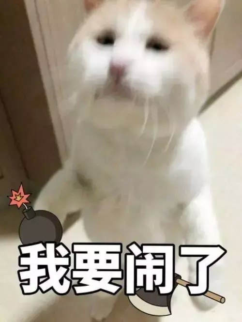 猫咪生气的表现我该怎样哄好我的喵呢