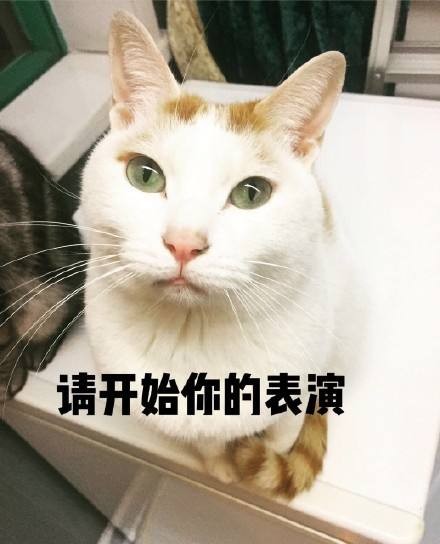 论当代养猫年轻人的消费观