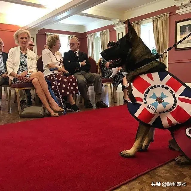 警犬因太爱交朋友被警校劝退却被州长一眼相中成了交际高官