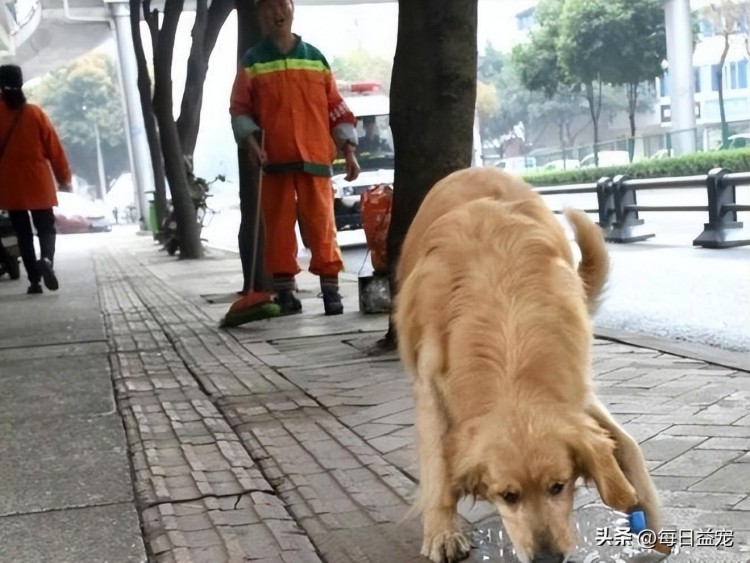 受伤的金毛被环卫工人救了起来，它报恩的方式感动了无数人，太懂事了