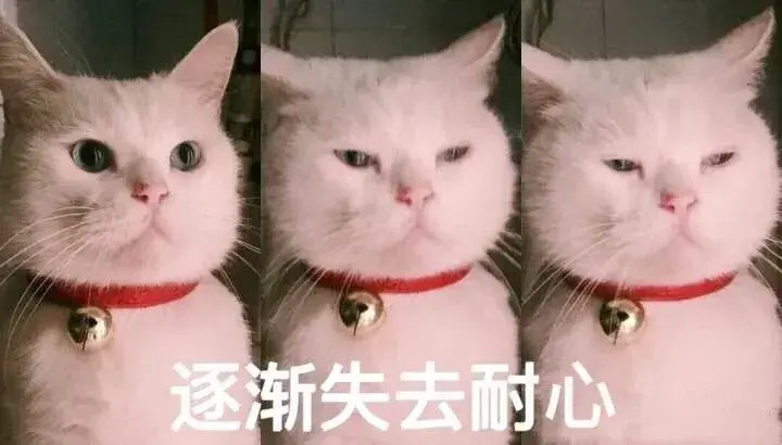 猫咪可以有多渣！恐怕你的前任也比不上