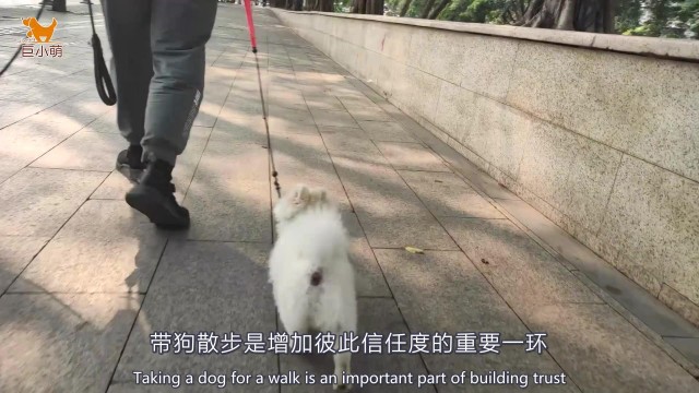 纠正触摸敏感攻击的博美犬：宠物店美容惹的祸