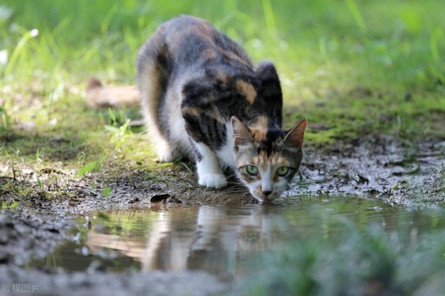 猫咪记忆能维持几年能否记住主人一生吗