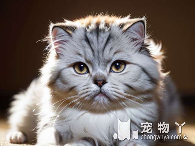 贵阳左右宠物连锁：洗澡后猫咪感冒怎么办？