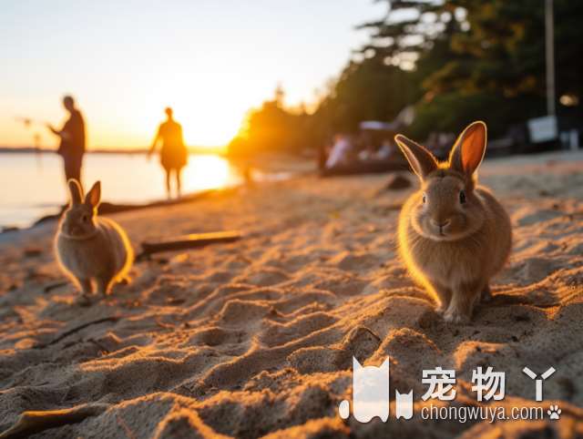 宠乐会宠物乐园，新开小型犬区域和过山车，你的宠物会喜欢吗?